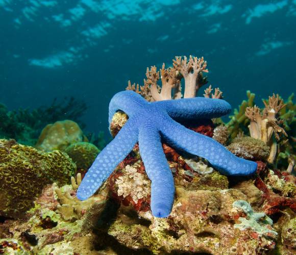 Beyond the snorkel: The best aquatic activities in Ibiza Invisa Hotels