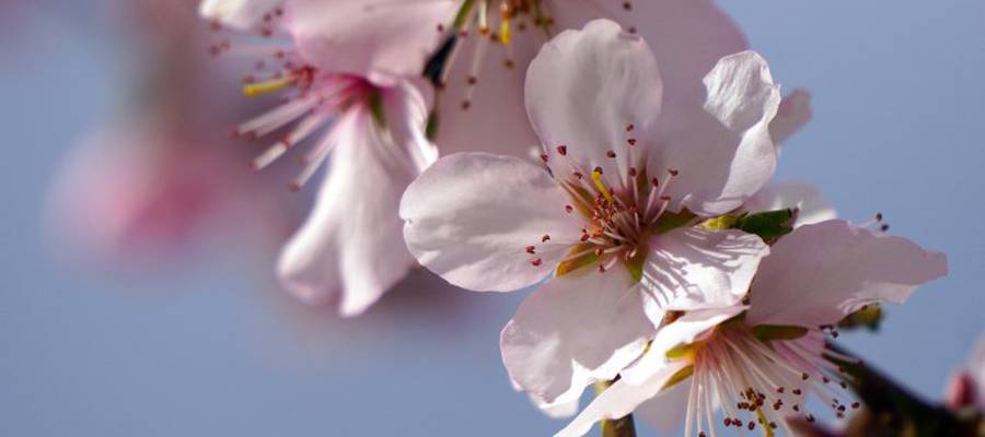 Almond blossom in Ibiza 2020 Invisa Hotels