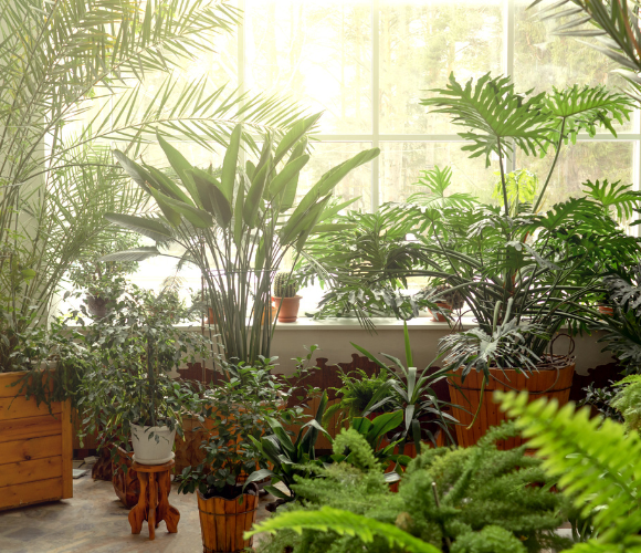 Bibo Park Ibiza : jardin botanique et biotechnologie à découvrir Invisa Hôtels Bibo Park Ibiza : jardin botanique et biotechnologie à découvrir Invisa Hôtels