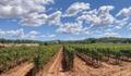 Sant Mateu d'Albarca : les vignobles en automne Invisa Hôtels Sant Mateu d'Albarca : les vignobles en automne Invisa Hôtels