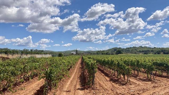 Sant Mateu d'Albarca: goditi i colori dei vigneti in autunno Invisa Hotels Sant Mateu d'Albarca: goditi i colori dei vigneti in autunno Invisa Hotels